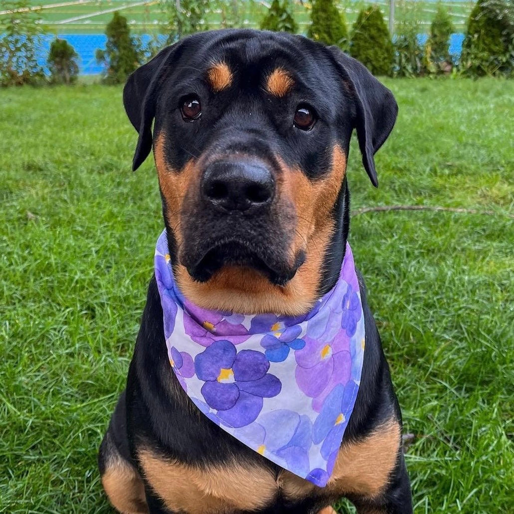 Purple Bloom Bandana - Jersey Border Collars