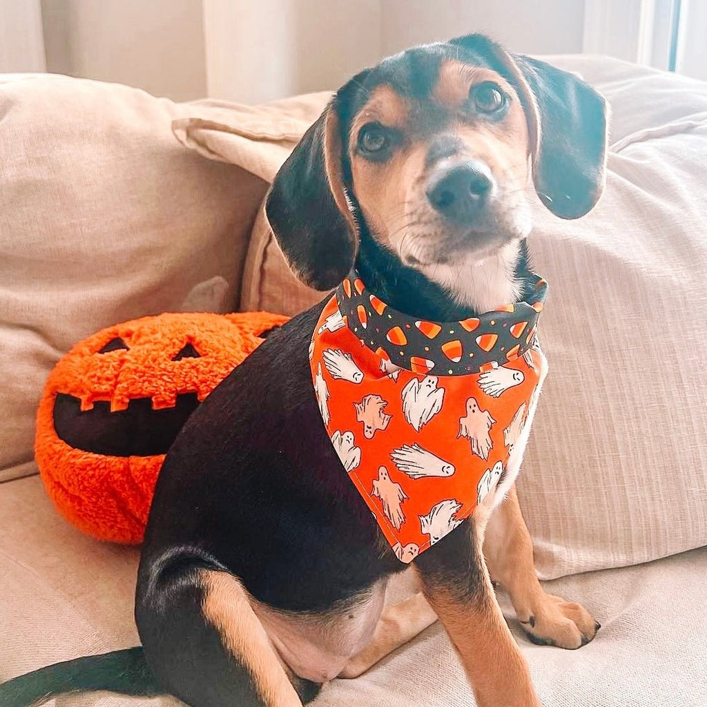 Ghoul in The Dark Bandana - Reversible - Jersey Border Collars