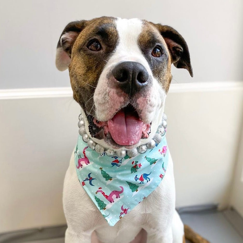 Stompin Around The Christmas Tree Bandana - Jersey Border Collars