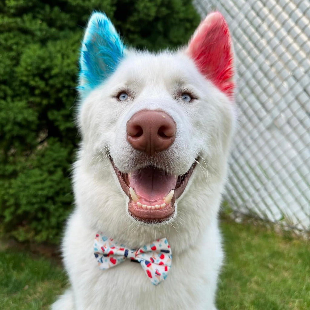 Pawtriotic Popsicle Bow Tie - Jersey Border Collars