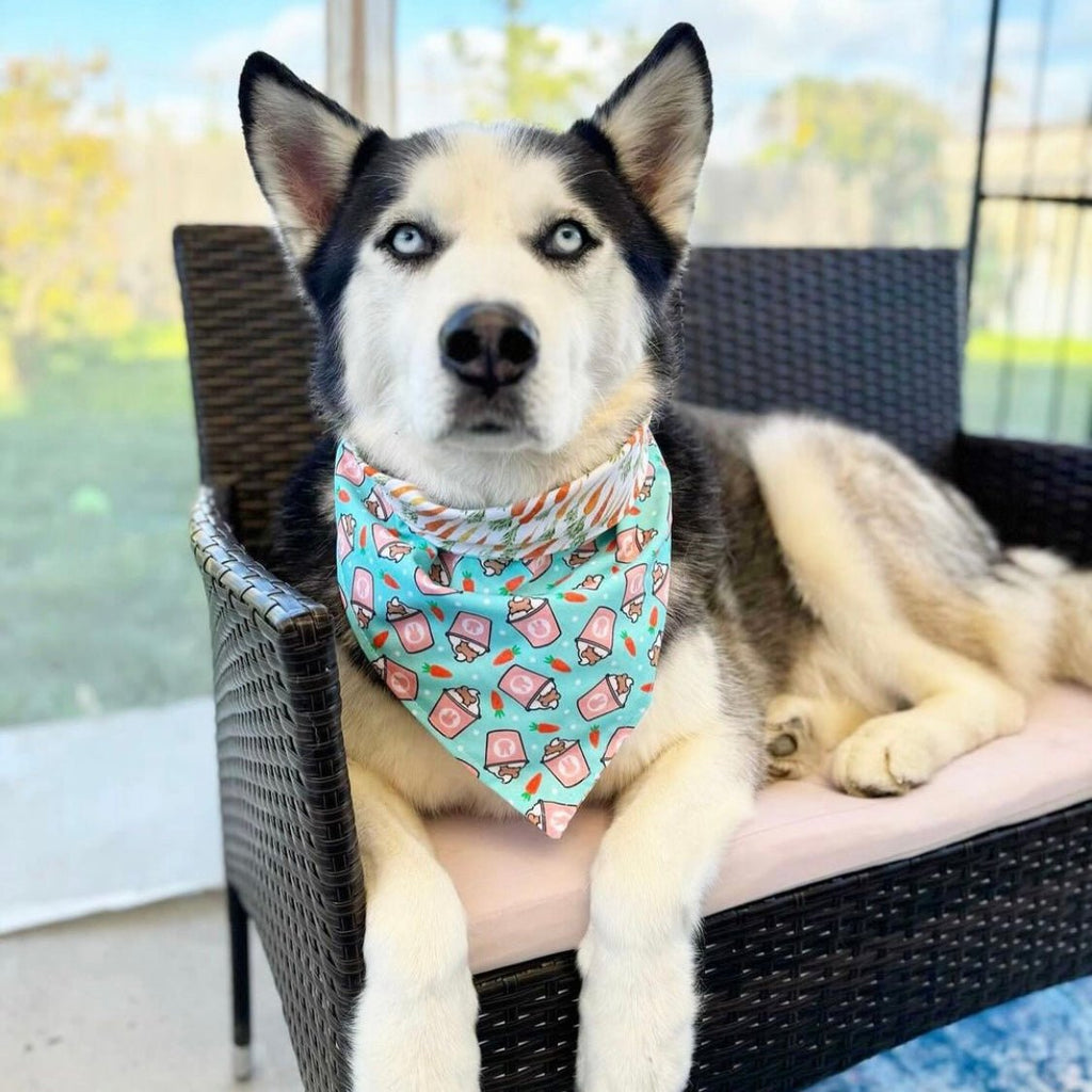 Spring Pup Cup / Carrot Bandana - Reversible - Jersey Border Collars