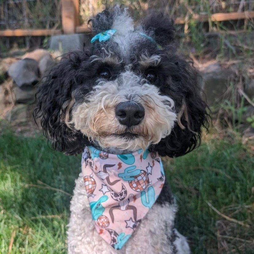 Wild West Disco Bandana - Jersey Border Collars