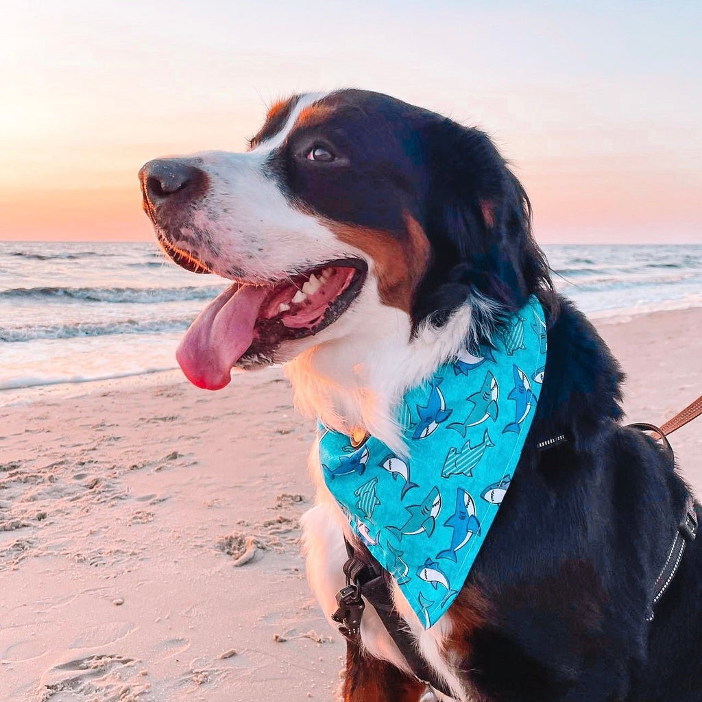 Shark Bandanna - Jersey Border Collars