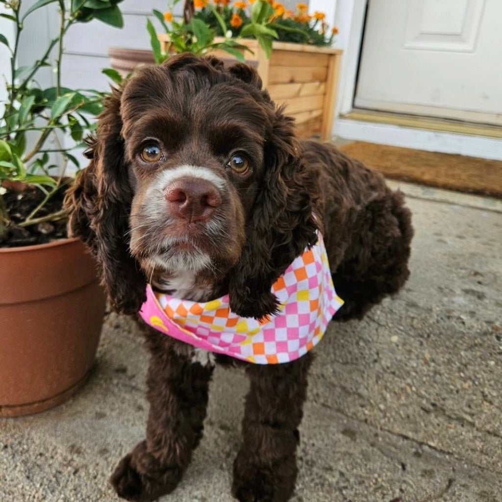 Going Bananas / Checkers Bandana - Reversible - Jersey Border Collars