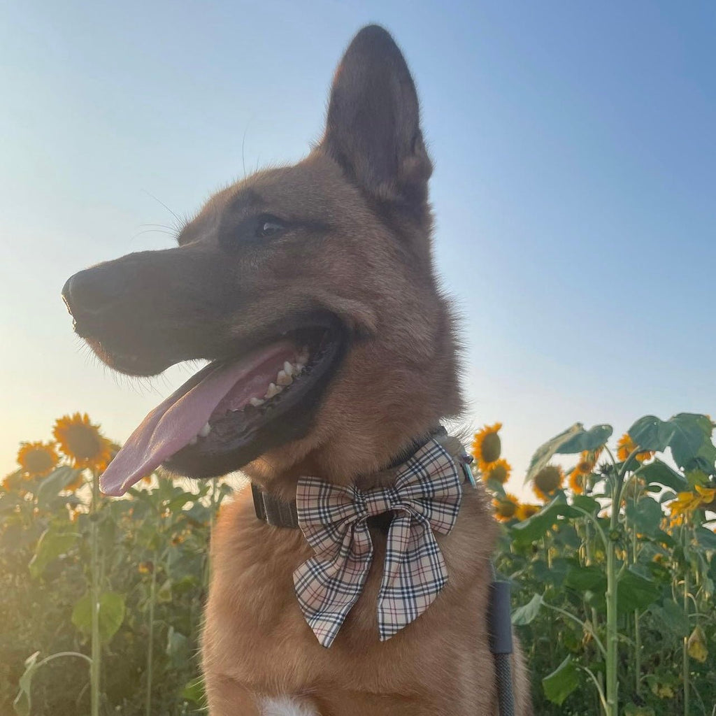 Barkberry Plaid Sailor Bow Tie - Jersey Border Collars