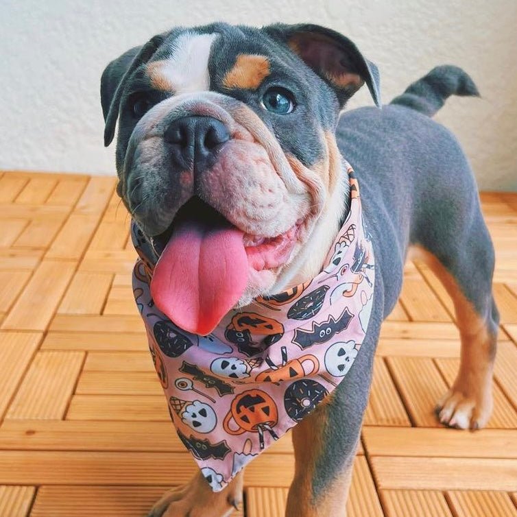 Donut I Look Spooky Bandana - Jersey Border Collars