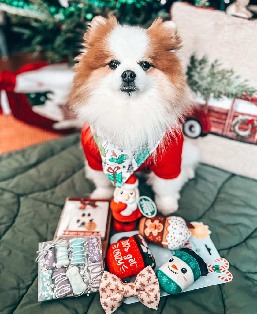 Christmas Doggy Box - Bandana Included - Jersey Border Collars