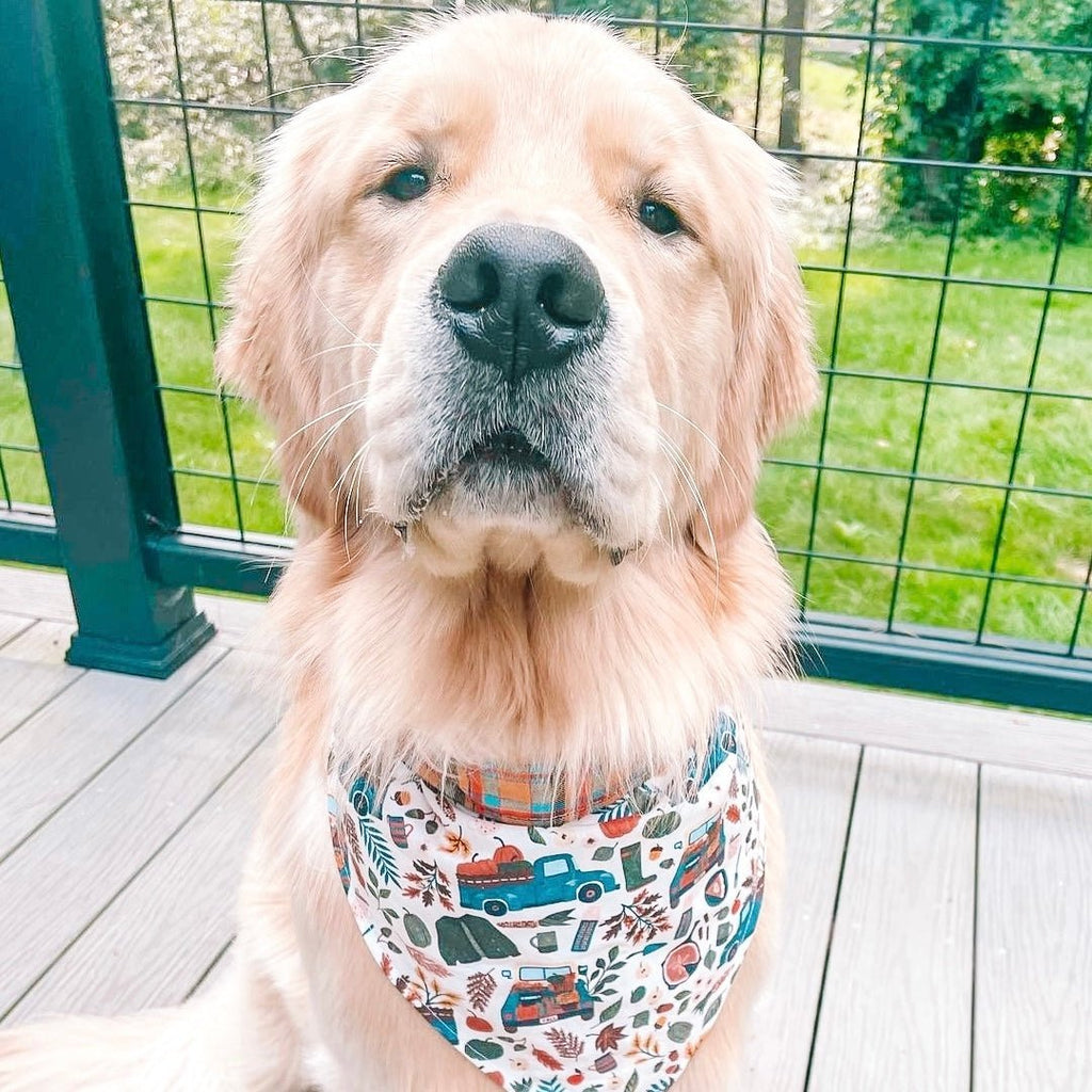 Vintage Harvest Bandana - Reversible - Jersey Border Collars