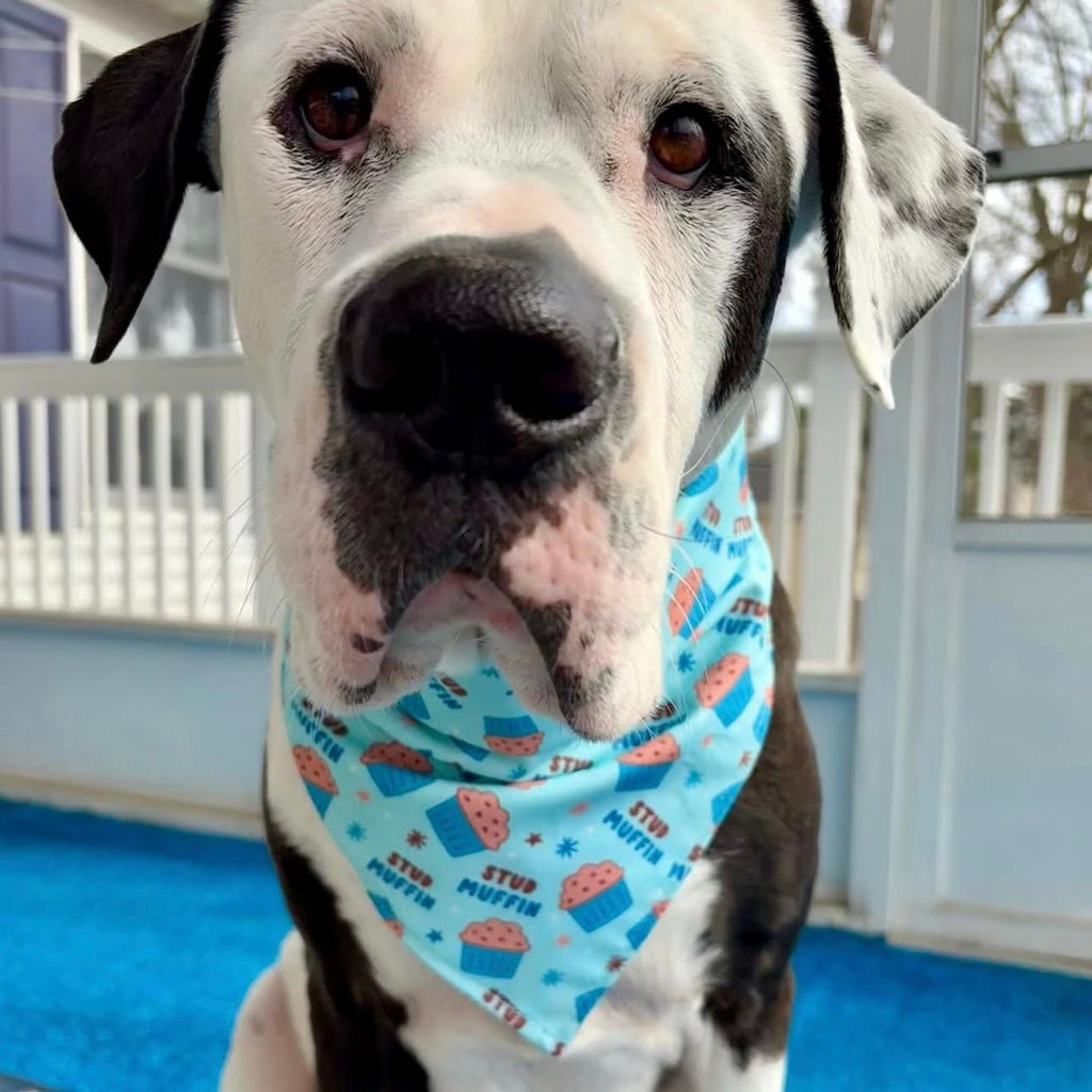 Stud Muffin Bandana - Jersey Border Collars