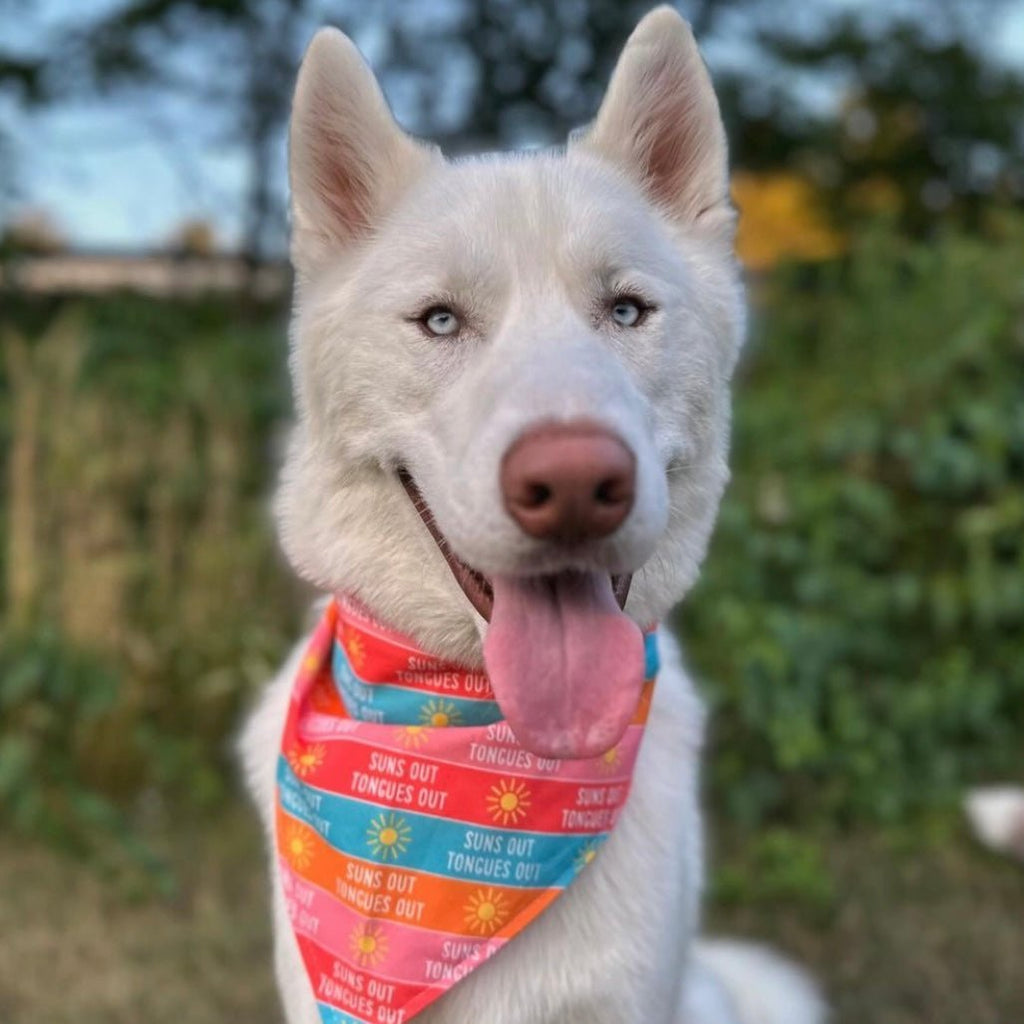 Suns Out Tongues Out Bandana - Jersey Border Collars