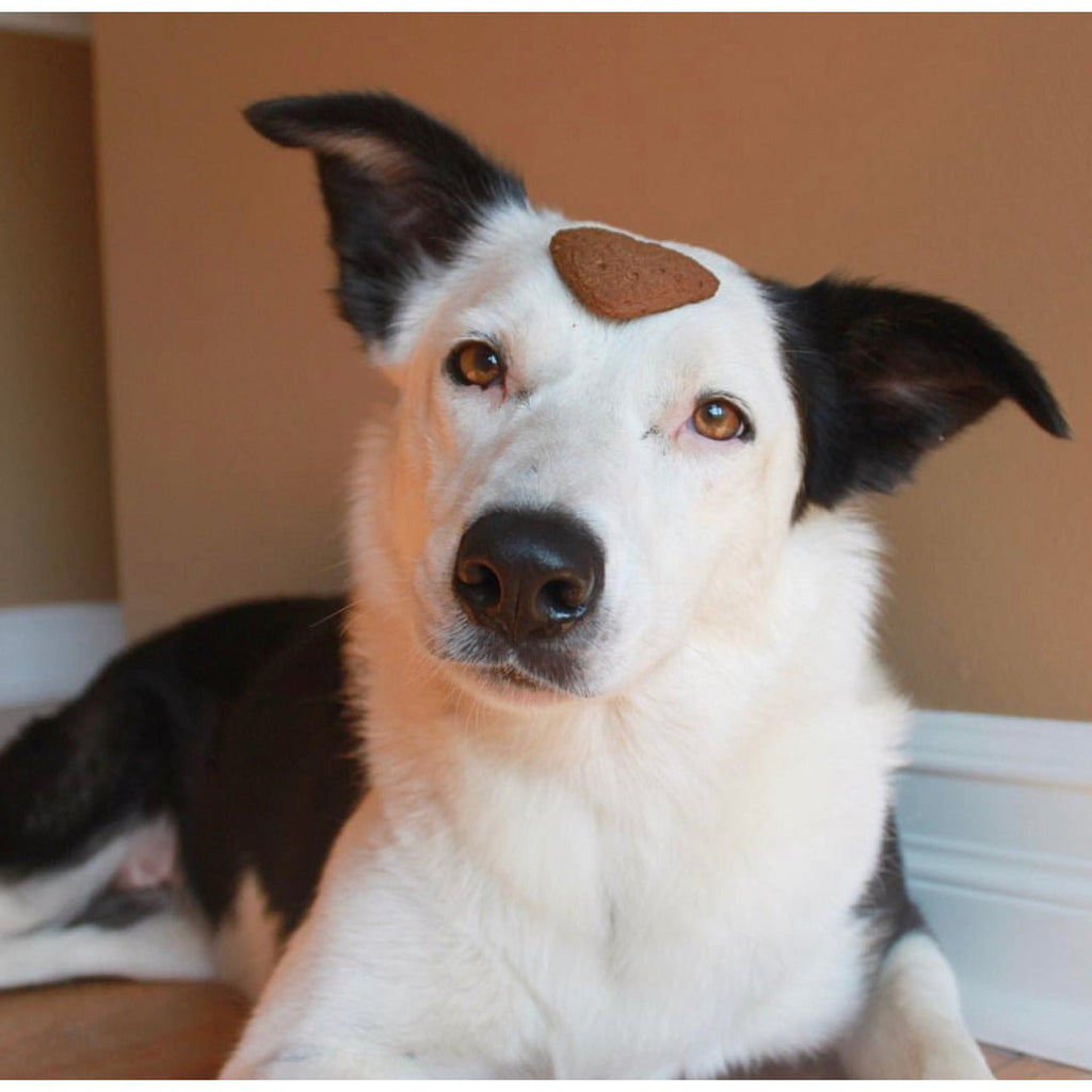 Cassie's Pink Remembrance Bandana - Jersey Border Collars