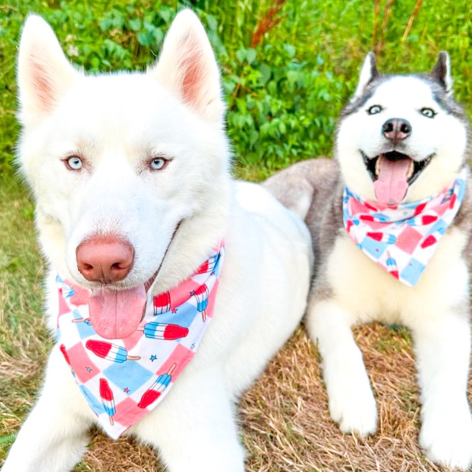 Pup Rockets Bandana - Jersey Border Collars