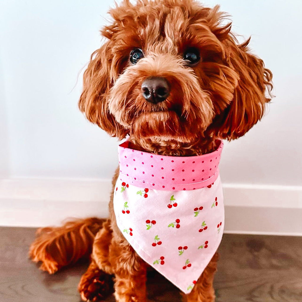 Cherry on Top Bandana - Reversible - Jersey Border Collars