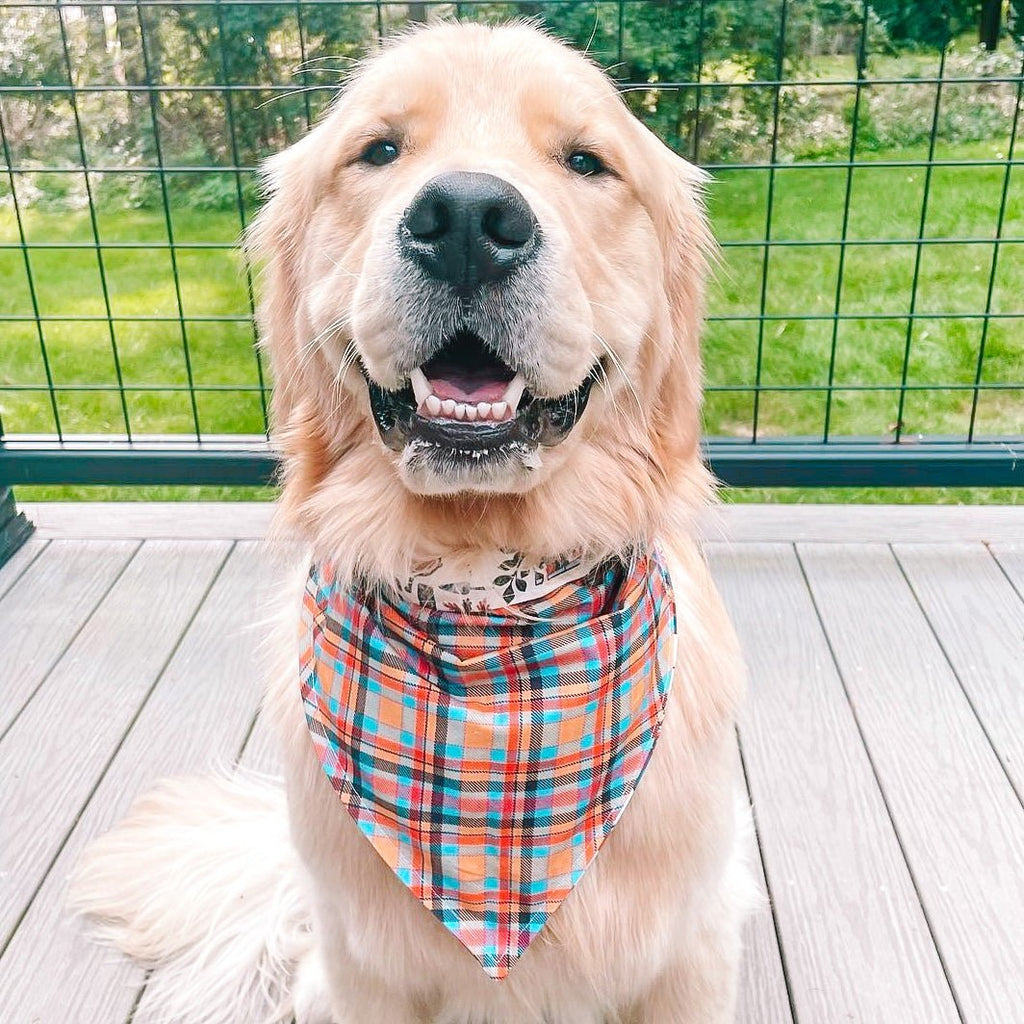 Vintage Harvest Bandana - Reversible - Jersey Border Collars