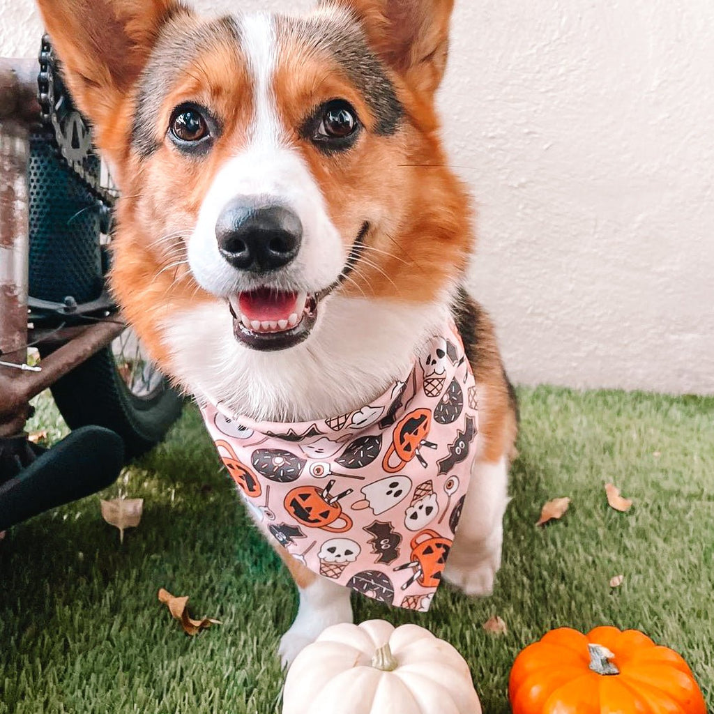 Donut I Look Spooky Bandana - Jersey Border Collars