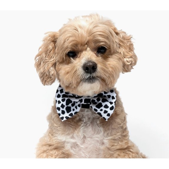 Moo - Dog Collar Bow Tie - Jersey Border Collars