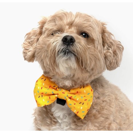 Yellow Sprinkles - Dog Collar Bow Tie - Jersey Border Collars