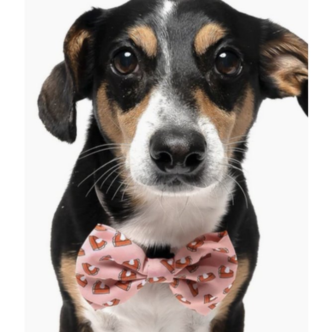 Pumpkin Pie - Dog Collar Bow Tie - Jersey Border Collars