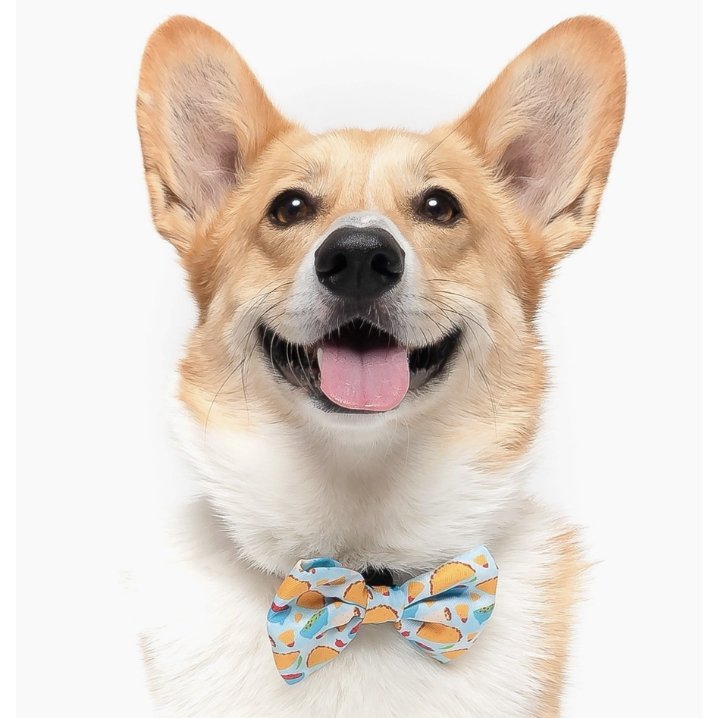 Taco Night - Dog Collar Bow Tie - Jersey Border Collars