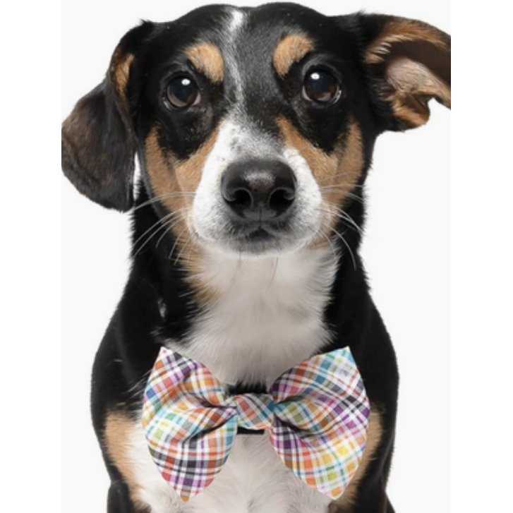 Fall Plaid - Dog Collar Bow Tie - Jersey Border Collars