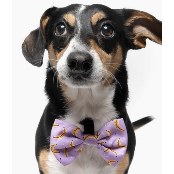 Bananas - Dog Collar Bow Tie - Jersey Border Collars