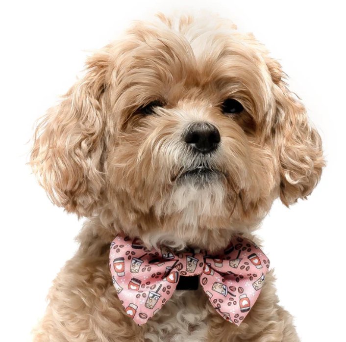 Coffee - Dog Collar Bow Tie - Jersey Border Collars