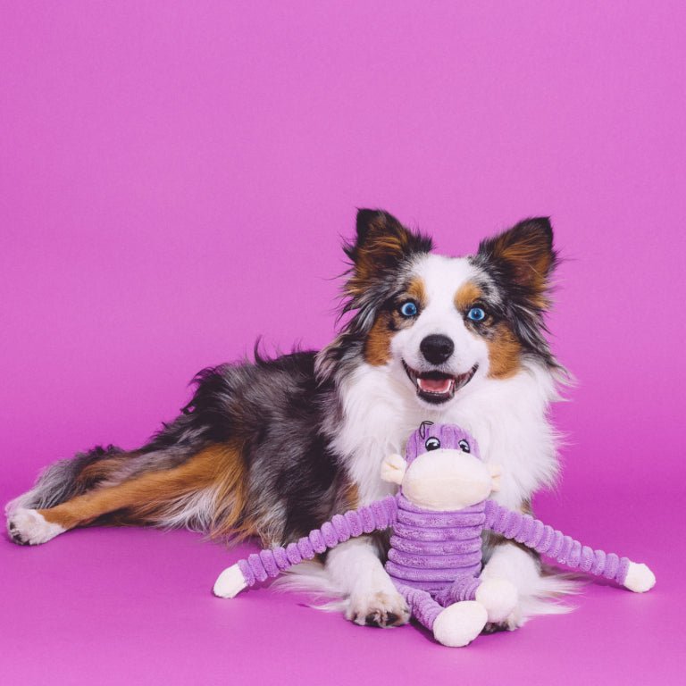 Spencer the Crinkle Monkey - Small Purple - Jersey Border Collars