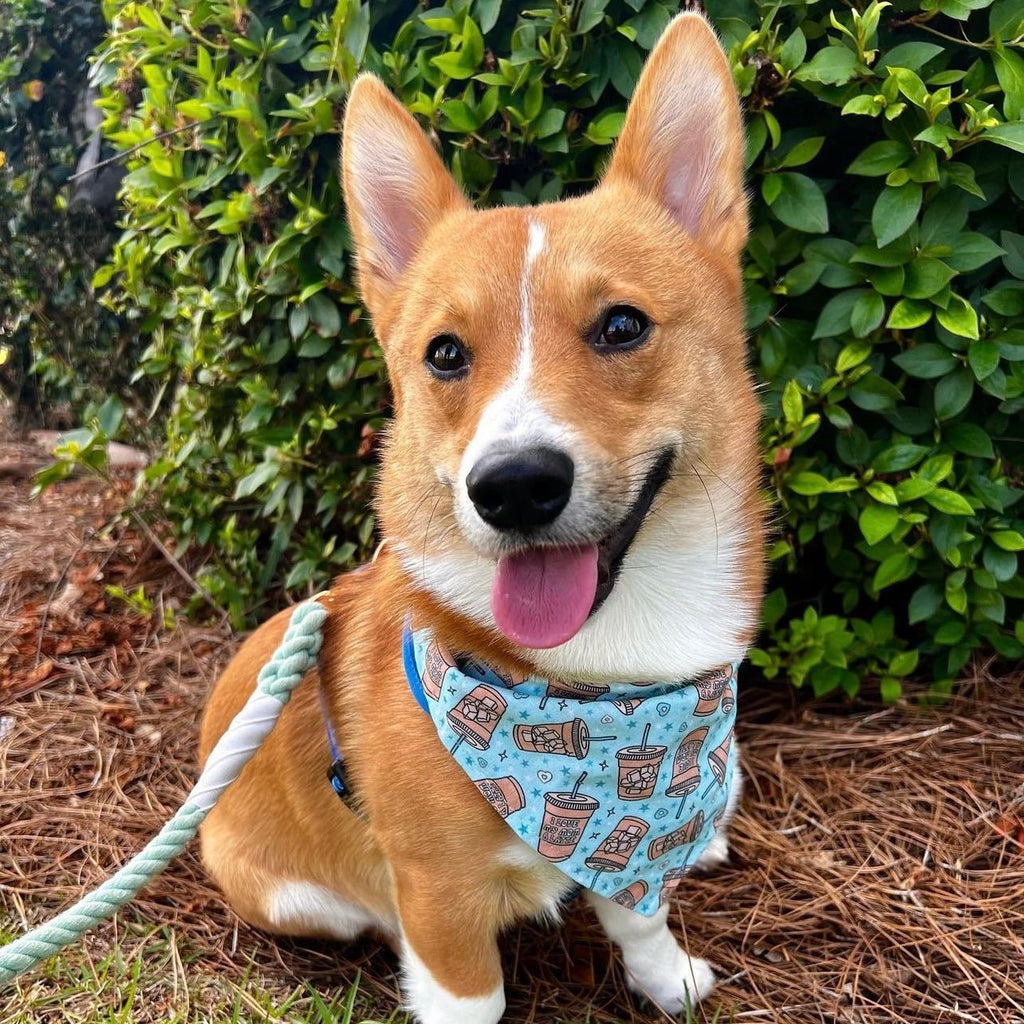 I Love My Mom A Latte / Blue Bandana - Jersey Border Collars