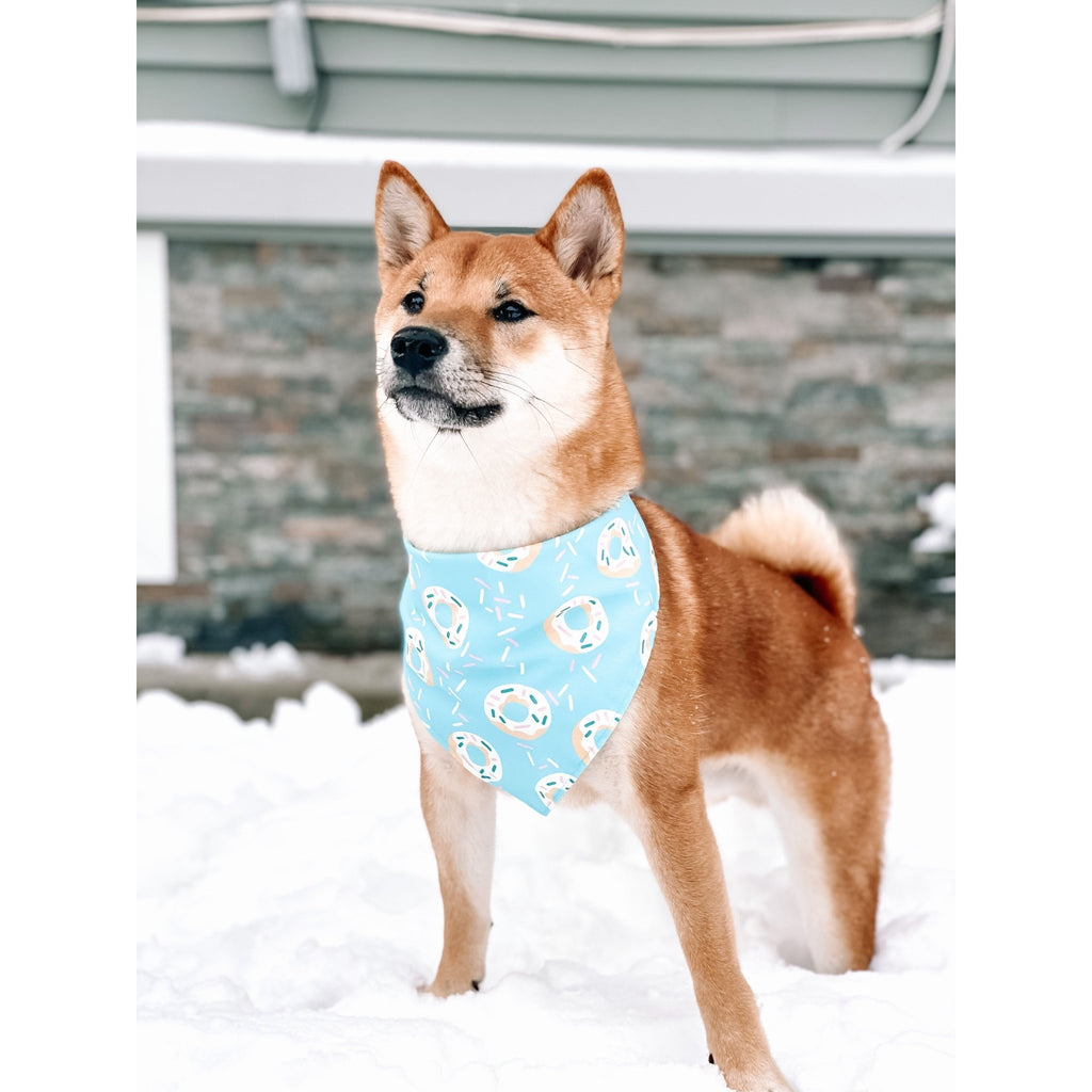 Blue Sprinkle Donuts Bandana - Jersey Border Collars