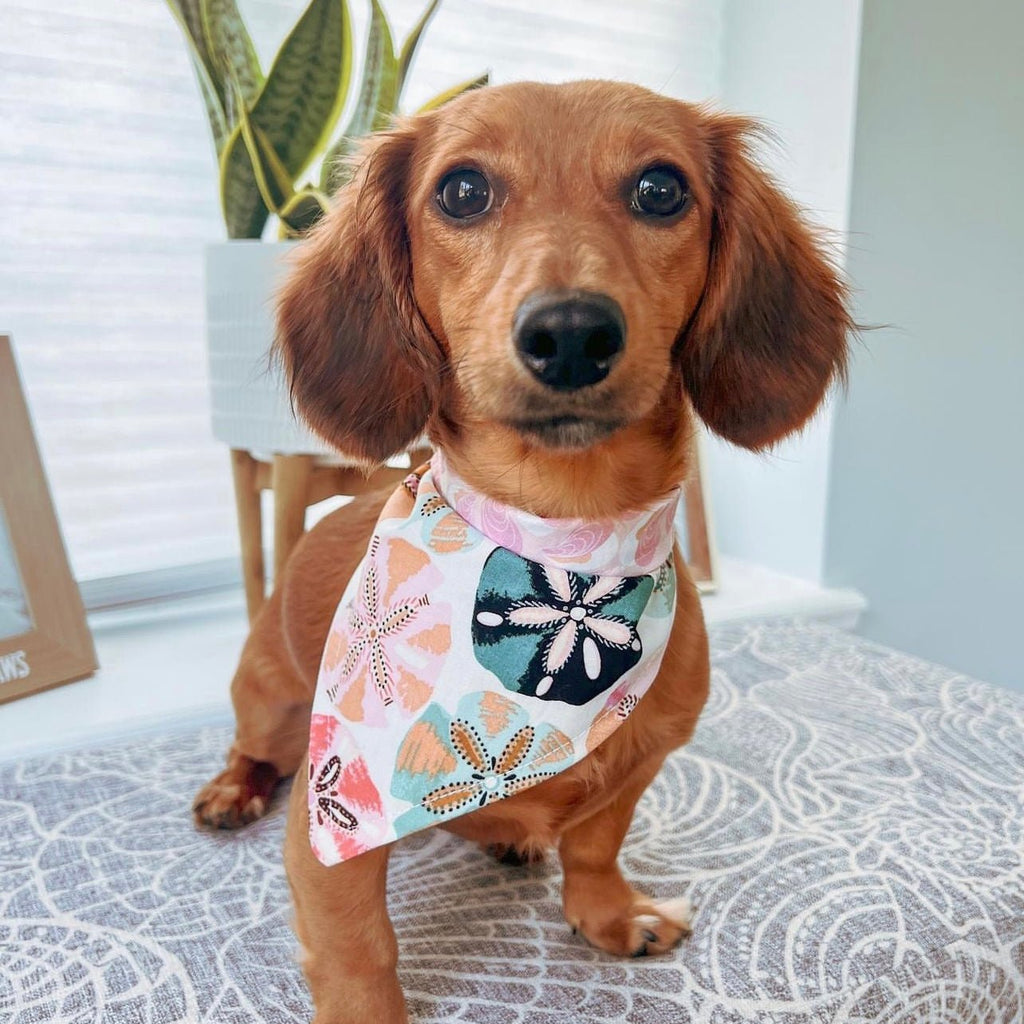 Sand Dollar / Pink Oysters Bandana - Reversible - Jersey Border Collars