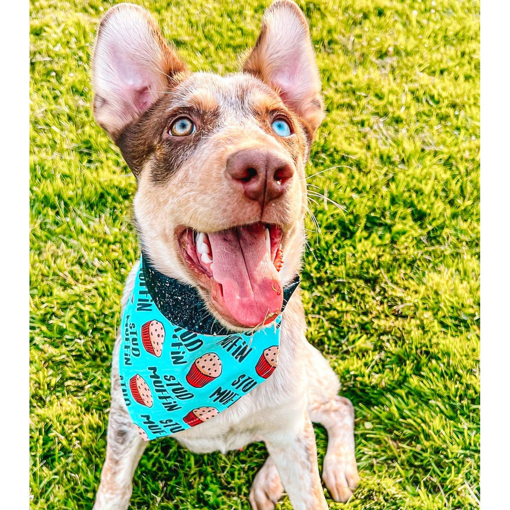 Stud Muffin / Black Stardust Bandana - Reversible - Jersey Border Collars