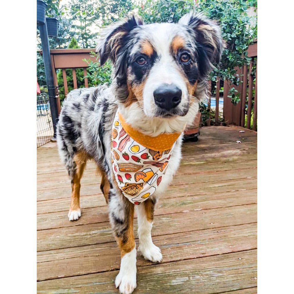 Breakfast Platter Bandana - Reversible - Jersey Border Collars