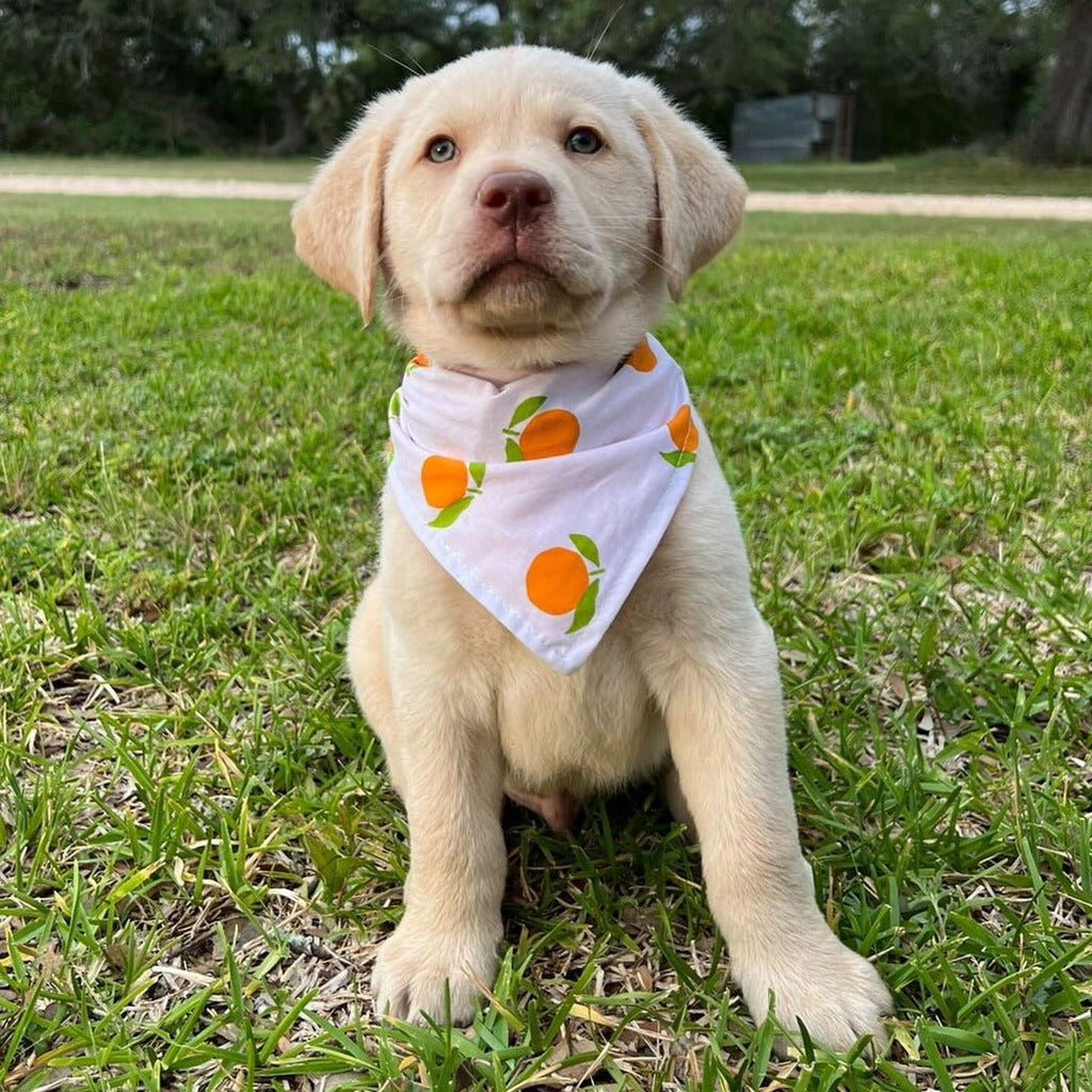 Summer Time Citrus Bandana - Reversible - Jersey Border Collars