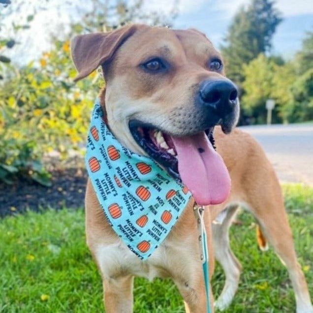 Mommy's Little Pumpkin Bandana - Jersey Border Collars