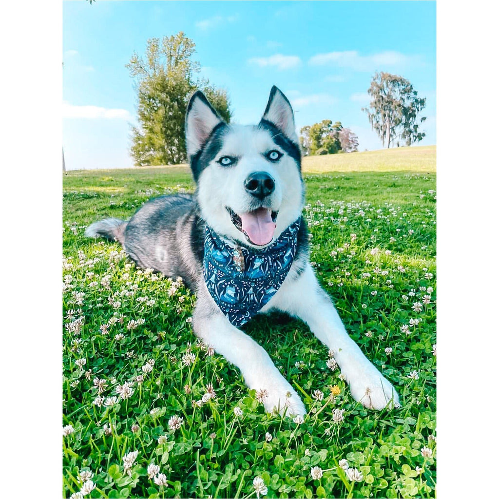 Luminescence Foxes / Moon Bandana - Reversible - Jersey Border Collars