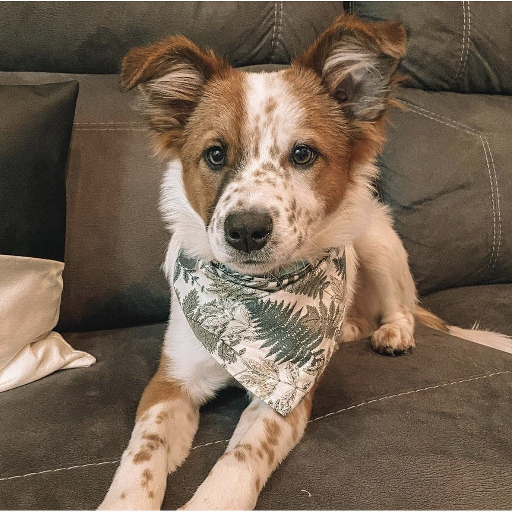 Vintage Fern Dog Bandana / Matching Mask - Jersey Border Collars