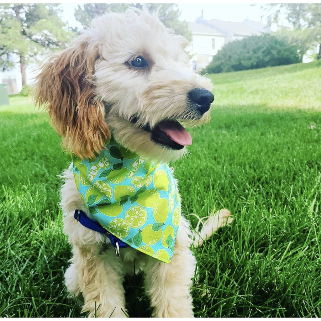 Limeade Dog Bandanna - Jersey Border Collars