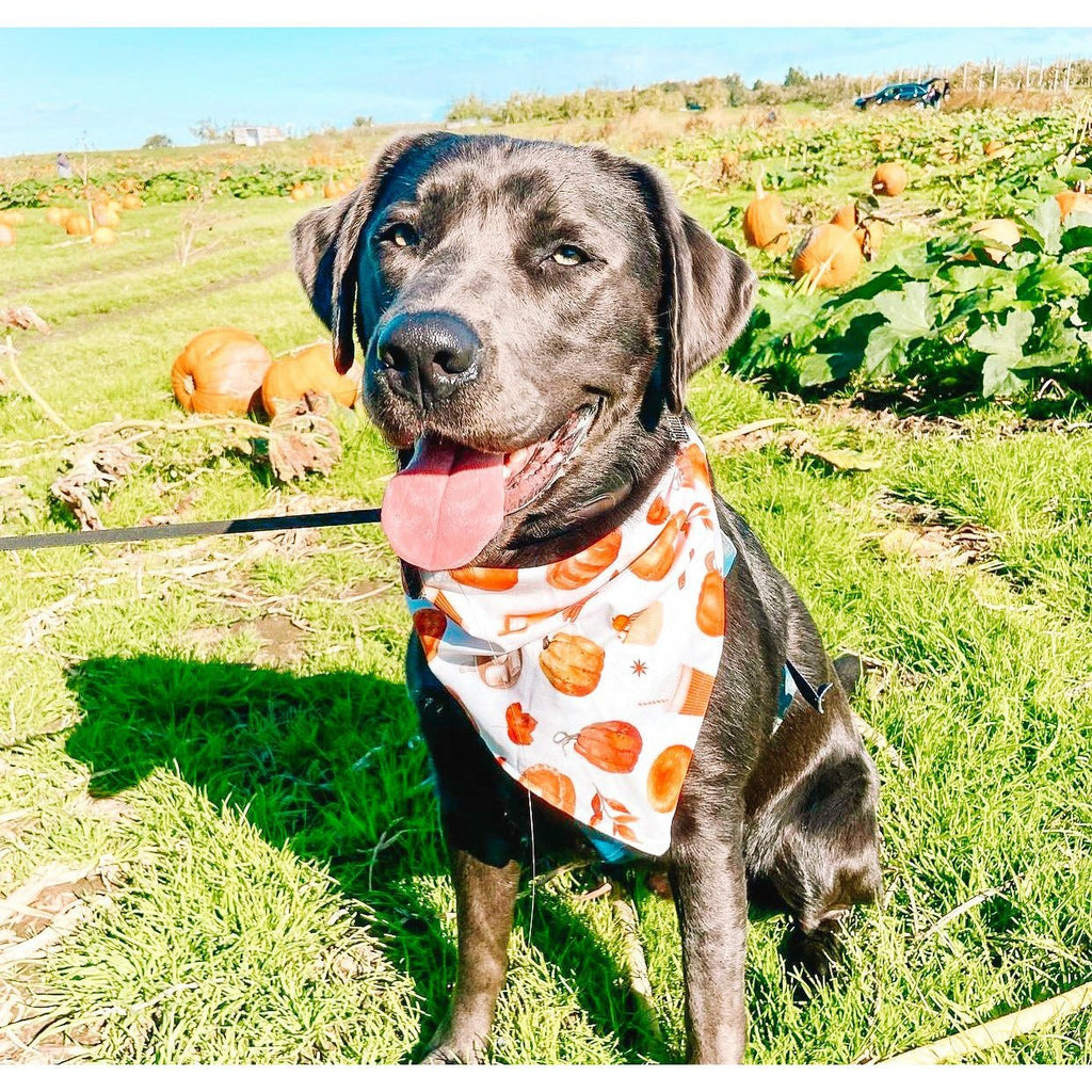 Pumpkin Spice & Everything Nice Bandana - Jersey Border Collars