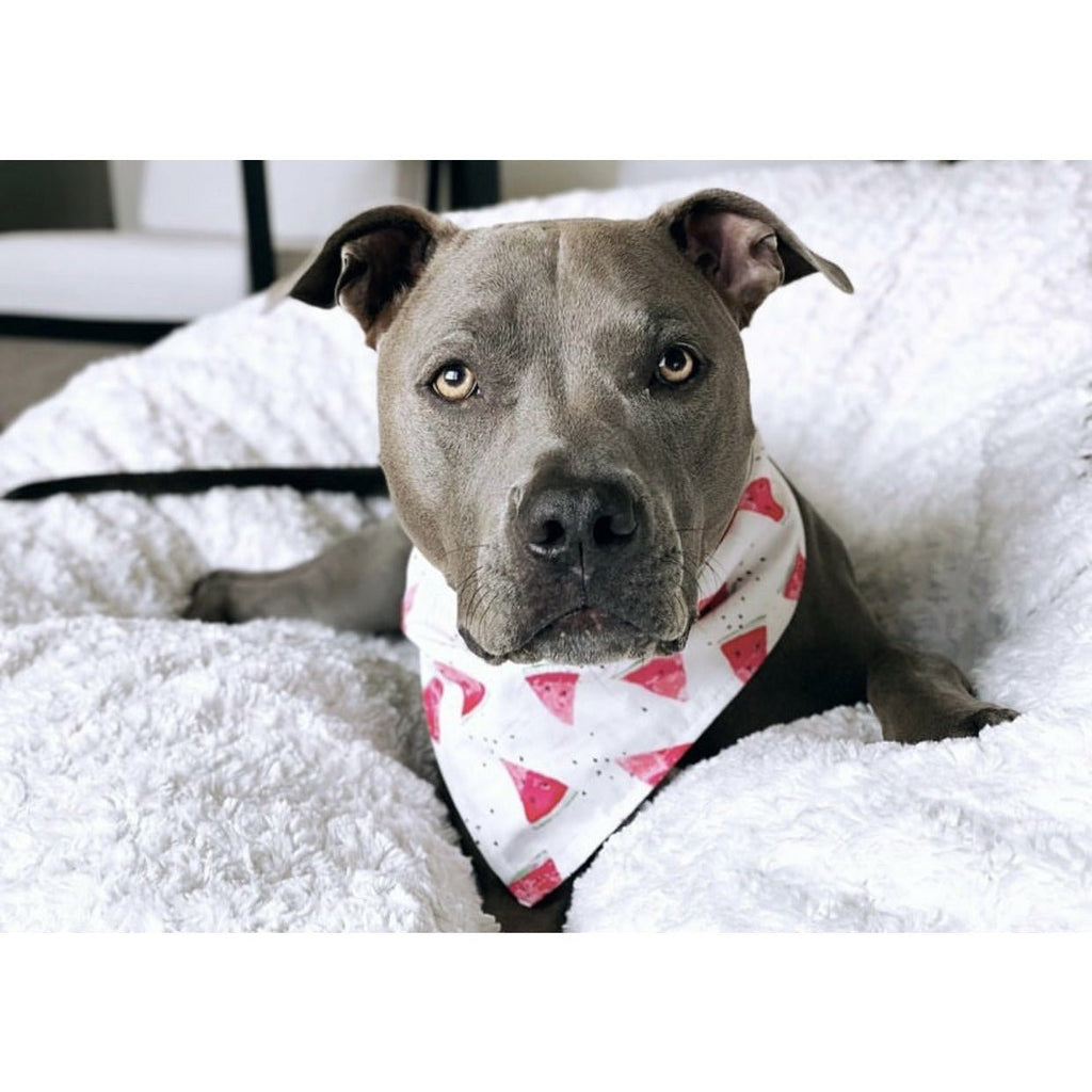 Watermelon Sugah High Bandana - Jersey Border Collars