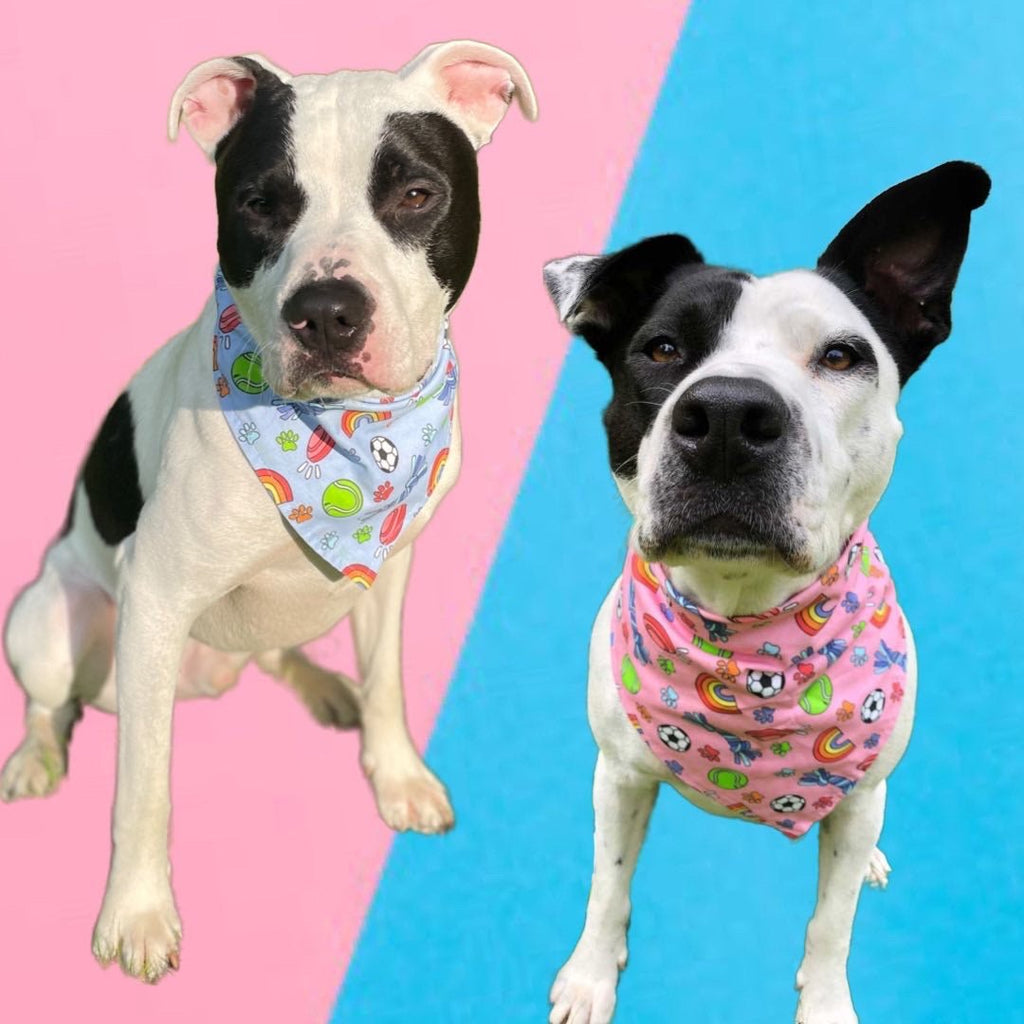 Cassie's Blue Remembrance Bandana - Jersey Border Collars