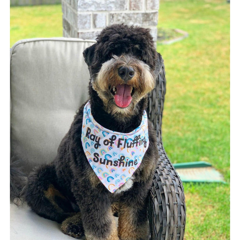 Ray of Fluffing Sunshine Bandana - Jersey Border Collars