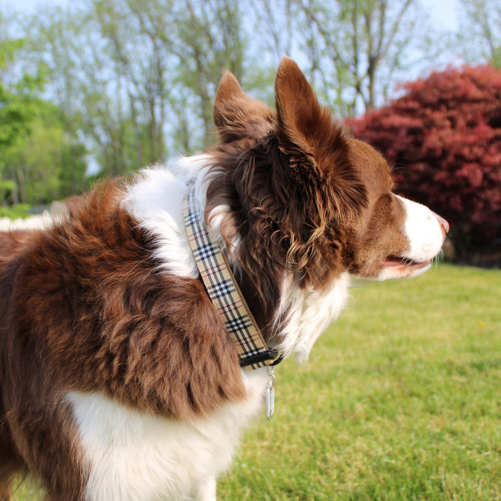 Barkberry Plaid Collar - Jersey Border Collars