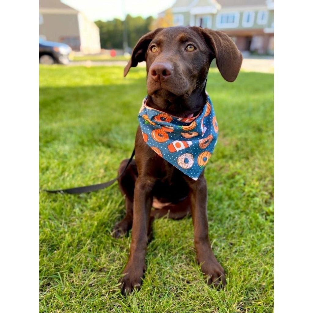 Pumpkin Donuts Bandana - Reversible - Jersey Border Collars