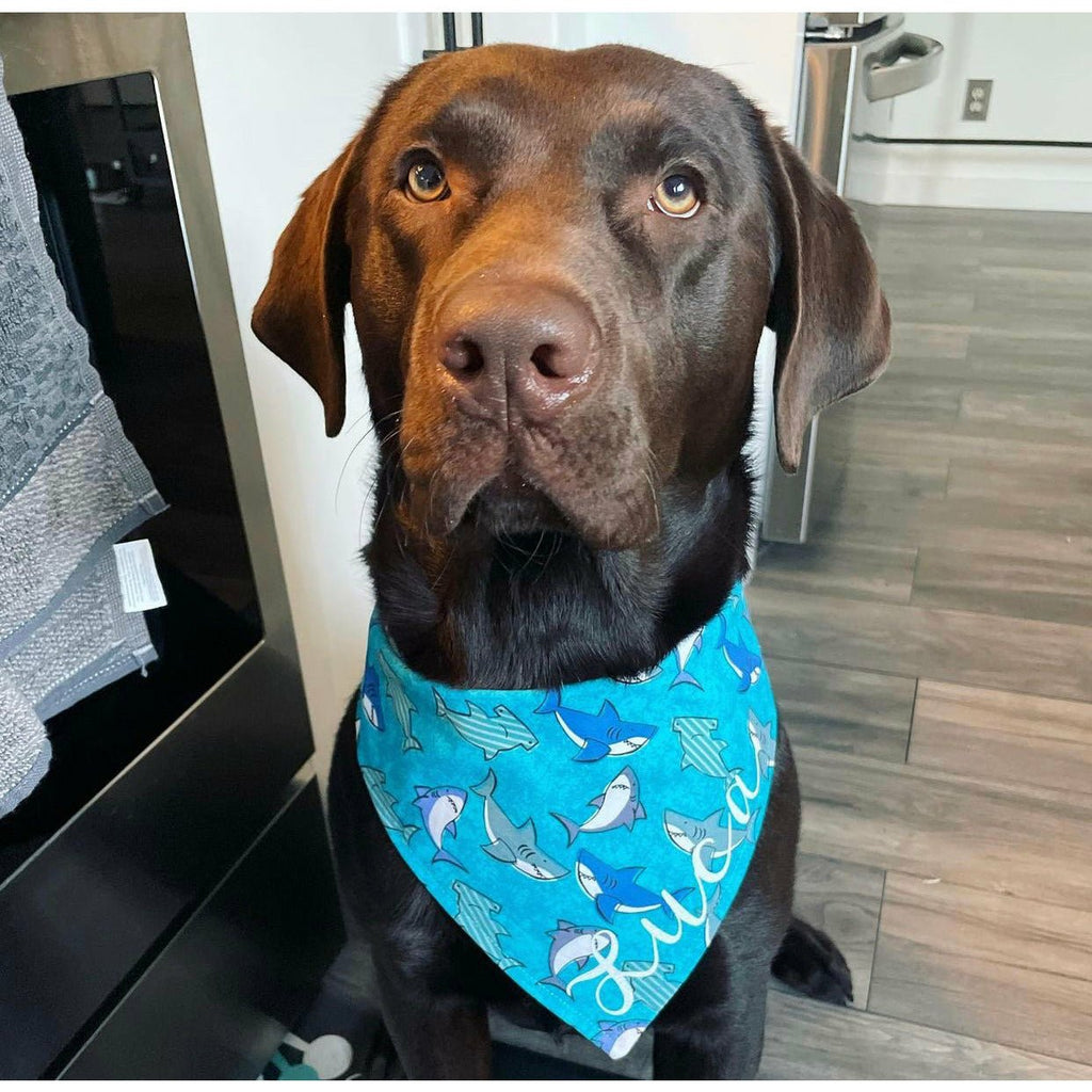 Shark Bandanna - Jersey Border Collars