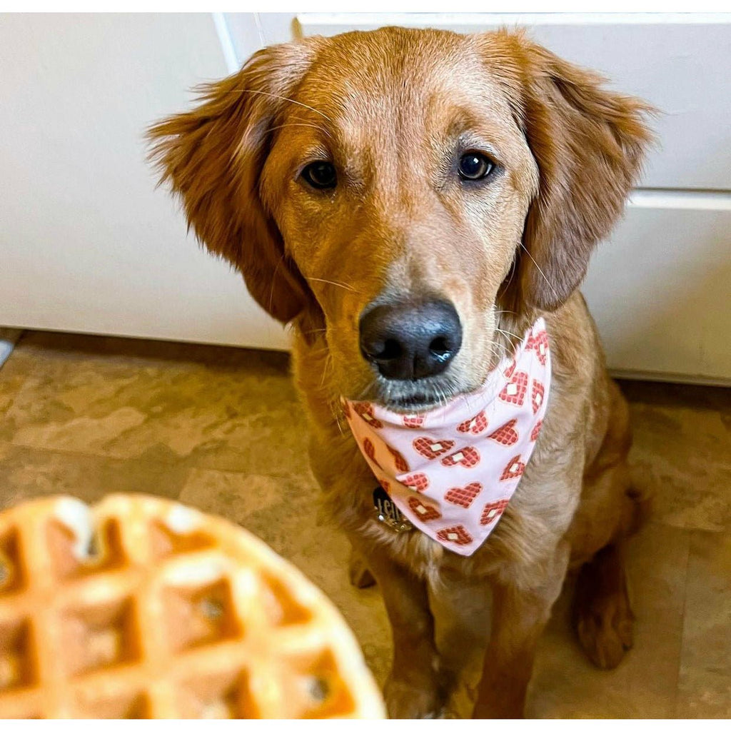 I Waffle You Bandana - Jersey Border Collars