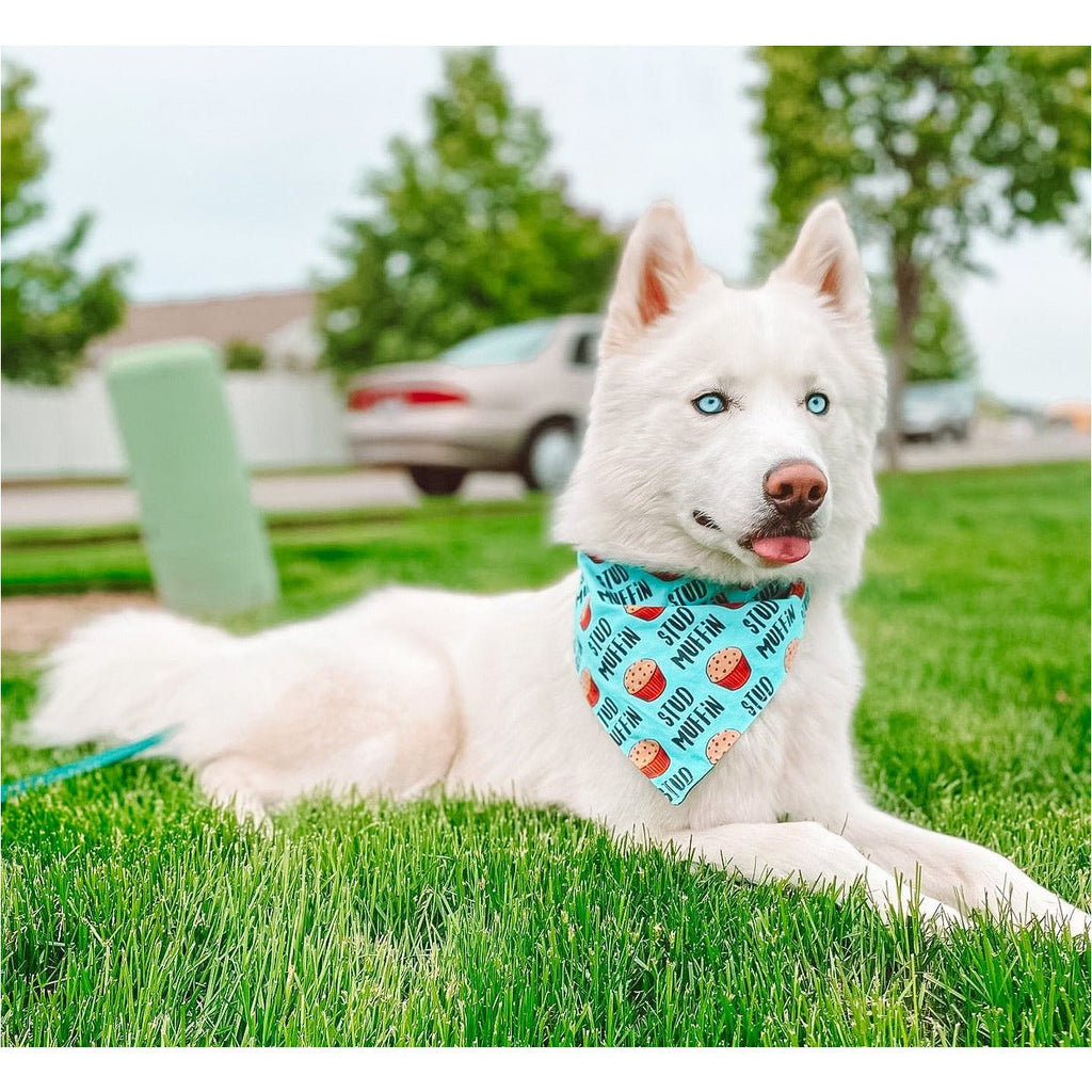 Stud Muffin / Black Stardust Bandana - Reversible - Jersey Border Collars