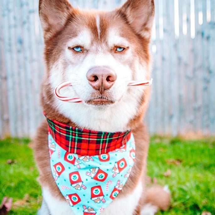 Puppermint Puppuchino / Plaid Bandana - Reversible - Jersey Border Collars