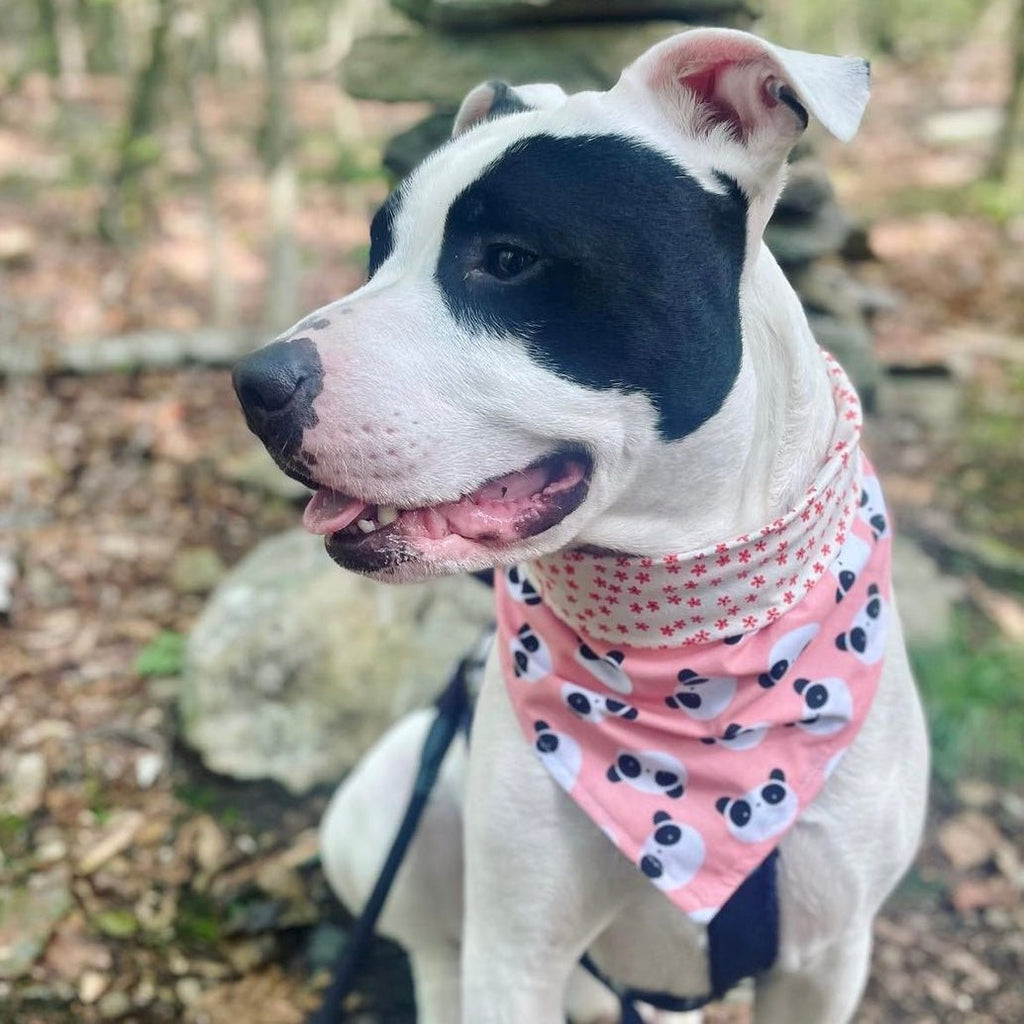 Panda / Flowers Bandana - Reversible - Jersey Border Collars