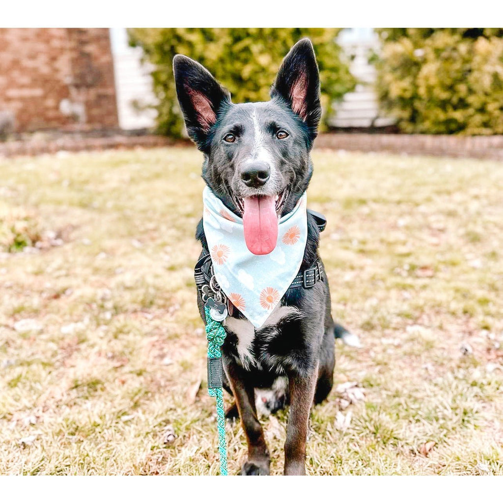 The Maximum Tribute Fundraiser Bandana - Jersey Border Collars