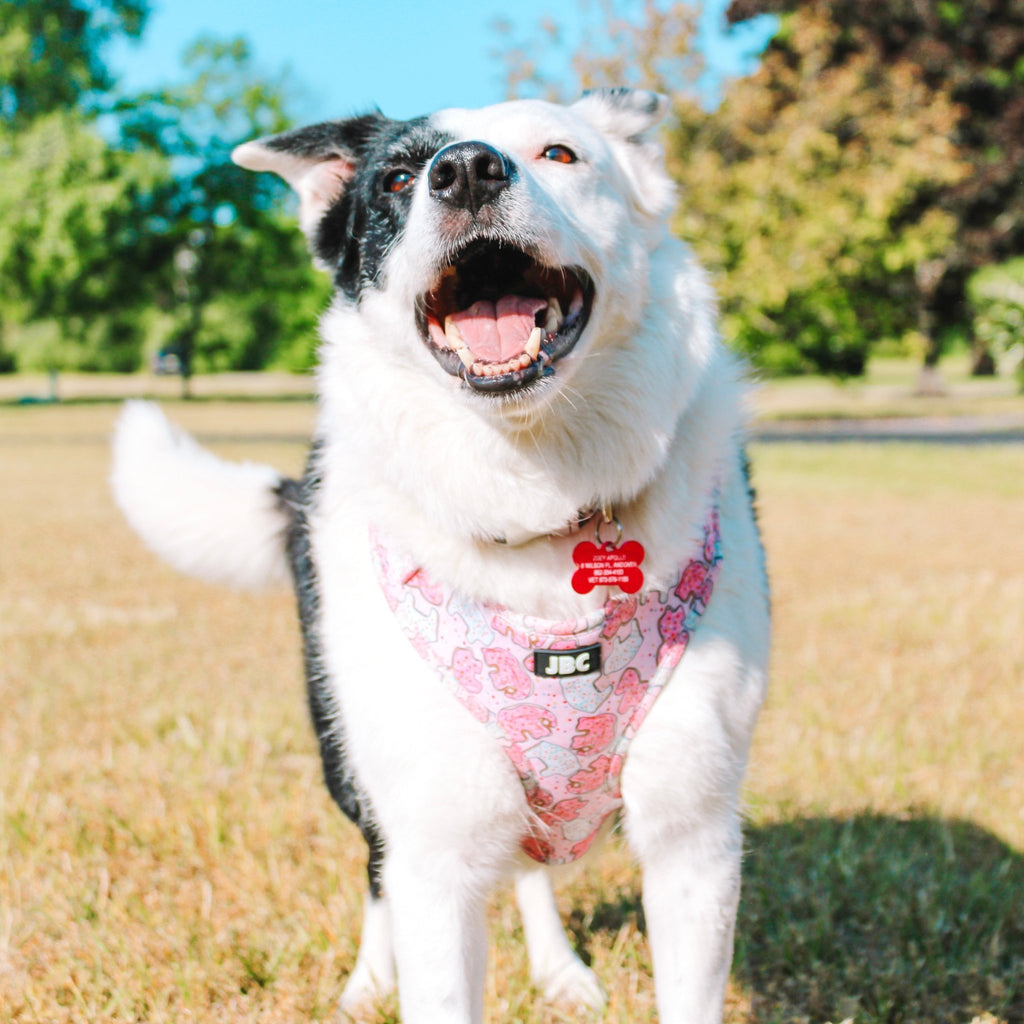 Pink Animal Cracker Adjustable Harness - Jersey Border Collars